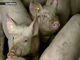 В водопровод Мурманска попали свиные экскременты. Горожан просят закрыть краны
В водопровод Мурманска попали свиные экскременты. Горожан просят закрыть краны