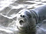 Причиной массовой гибели тюленей на Каспии мог стать пастереллез