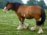 Современная цивилизация породила ожирение и у лошадей