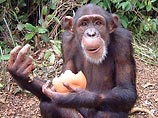 Шимпанзе может протянуть открытую ладонь другой особи в знак поддержки, но тот же жест в отношении обладателя пищи означает просьбу поделиться