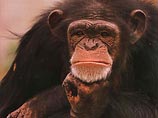 Люди и обезьяны используют одни и те же жесты, выяснили ученые. Это наследие общего предка
