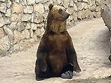 В Эстонии появился "медведь-диггер", пробирающийся под электрооградами В Эстонии появился "медведь-диггер", пробирающийся под электрооградами