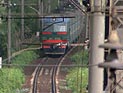 Защитники животных осудили ГИБДД за перекрашивание лошадей в зебр Защитники животных осудили ГИБДД за перекрашивание лошадей в зебр