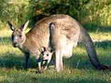 Австралийские военные решили помочь голодающим серым кенгуру, убив 4 тысячи из них
