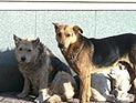 Уникальный центр парапланеризма в горах Крыма пытаются спасти от застройки Уникальный центр парапланеризма в горах Крыма пытаются спасти от застройки