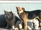 В Москве вживили микрочипы 2000 бездомных собак