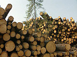 Премьер-министр Фрадков предлагает рубить лес "рационально и с должным эффектом"
