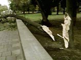Самый мощный за последние 20 лет ураган оставил без электроэнергии около 100 тысяч потребителей в Грузии Самый мощный за последние 20 лет ураган оставил без электроэнергии около 100 тысяч потребителей в Грузии