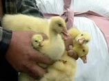 С 1 марта российская полиция сможет закрывать любые сайты без решения суда С 1 марта российская полиция сможет закрывать любые сайты без решения суда