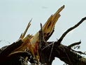 Роспотребнадзор успокаивает: радиоактивные японские машины не опасны и легко "чистятся" Роспотребнадзор успокаивает: радиоактивные японские машины не опасны и легко "чистятся"