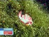 Новый законопроект о водительских правах не обязывает владельцев скутеров получать разрешения на вождение Новый законопроект о водительских правах не обязывает владельцев скутеров получать разрешения на вождение