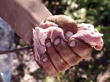 Россия запретила ввоз свинины из Грузии из-за африканской чумы