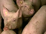 Грузия расширяет зону карантина в связи с чумой  свиней 