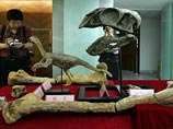 В Китае обнаружили скелет крупнейшего летающего динозавра В Китае обнаружили скелет крупнейшего летающего динозавра