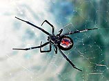 Американские генетики хотят создать сверхпрочный материал на основе паутины Черной вдовы