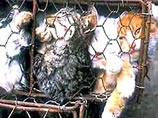 Евросоюз отказывается от меха кошек и собак Евросоюз отказывается от меха кошек и собак
