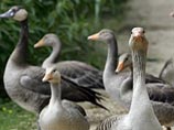 Крайне опасная для человека разновидность вируса "птичьего гриппа" H5N1 была выявлена у трех лебедей, обнаруженных близ города Нюрнберга в южной земле Бавария