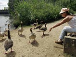 В Германии у птиц вновь выявлен опасный для человека вирус H5N1