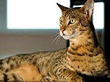 Россиянин купил за 22 тысячи долларов редчайшую кошку мира
