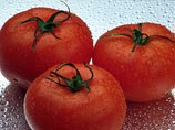 В Израиле генетики получили помидоры со вкусом и запахом розы, базилика и лимона