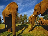 В Индии голодные слоны вышли из лесов и обратили в бегство сотни жителей 
