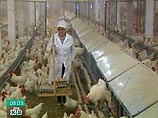 На Украине более 60 работников птицефабрики госпитализированы с отравлением       
