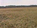В Молдавии  жесточайшая за последние полвека засуха уничтожила половину урожая зерновых