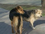 онфликт, который произошел в городе Благовещенске, связан с отказом студентки участвовать в жестоких опытах над животными онфликт, который произошел в городе Благовещенске, связан с отказом студентки участвовать в жестоких опытах над животными
