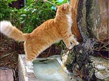 Специальная комиссия пришла к выводу, что шестипалые коты Хэмингуэя, действительно, являются животными, представляющими историческую, общественную и туристическую ценность