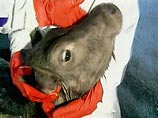 Власти Великобритании обеспокоены тем, что коровы усугубляют проблему глобального потепления Власти Великобритании обеспокоены тем, что коровы усугубляют проблему глобального потепления