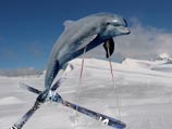 дельфин на горных лыжах