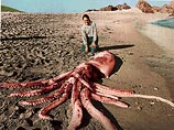 На побережье Тасмании обнаружен крупнейший гигантский кальмар 