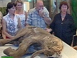Мамонтенка Любу, найденную в Ямало-Ненецком округе, будут исследовать в России, Голландии и Японии Мамонтенка Любу, найденную в Ямало-Ненецком округе, будут исследовать в России, Голландии и Японии