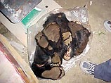 В Читинской области задержан контрабандист, перевозивший 129 лап убитых медведей