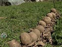 "Креветкороботов" учат определять спелость фрукта по цветам, недоступным человеку "Креветкороботов" учат определять спелость фрукта по цветам, недоступным человеку