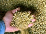 Новый урожай зерна в России будет будет чуть меньше прошлогоднего