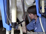 В США выведены козы, молоко которых помогает защититься от зарина