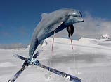 Черноморский дельфин-афалина лидирует в гонке за право стать символом зимних Олимпийских игр-2014 в Сочи.