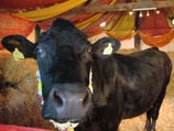 У священного животного был обнаружен туберкулез крупного рогатого скота, и он подлежал забою, согласно британскому закону о ветеринарной безопасности