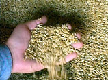 Цена тонны зерна в России сейчас достигла 5000-6000 рублей в зависимости от класса зерна. Экспортная цена за тонну пшеницы &#8211; 280 долларов. Год назад она стоила 145 долларов