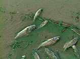 Массовая гибель рыбы зафиксирована у Крымского побережья Азовского моря