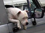 Сотрудник гражданской обороны порекомендовал не оставлять домашних животных в стоящих на солнце автомобилях