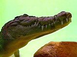 В Сарове из окна 12 этажа выпал крокодил Геннадий. Он остался жив