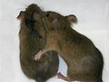 Ученые выяснили, что сексуальное поведение самок крыс зависит от обоняния