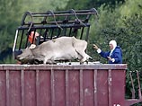 В распространении вируса ящура в Великобритании "серьезно подозревают одну лабораторию" В распространении вируса ящура в Великобритании "серьезно подозревают одну лабораторию"