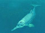 Пресноводные дельфины, обитавшие только в Китае, исчезли с лица Земли