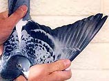 "Ноу-хау" похитителей в Ираке: денежный выкуп им приносят голуби