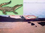 На юге Украины, на побережье Азовского моря местные жители увидели нильского крокодила, который сбежал от работников донецкого цирка еще в конце мая