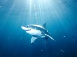 У берегов Сахалина заметили белую акулу