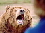 На Шантарских островах медведь задрал туриста из Комсомольска-на-Амуре